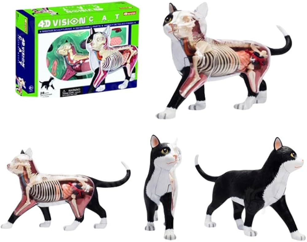 Amazon.co.jp: 28個動物の臓器モデル 猫の骨格解剖モデル 4D ビジョン