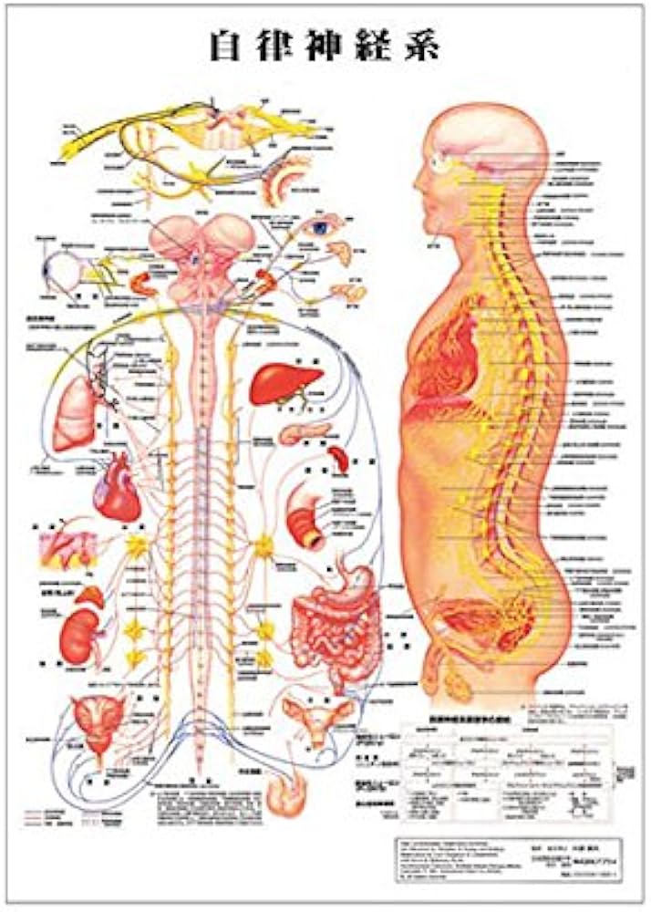 Amazon.co.jp: 自律神経系 デスクサイズプラスチック版 ポスター 人体