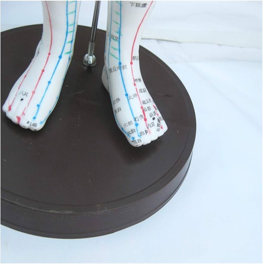 Amazon.co.jp: 鍼モデル - 人間の経穴モデル - 十二経絡医療鍼モデル