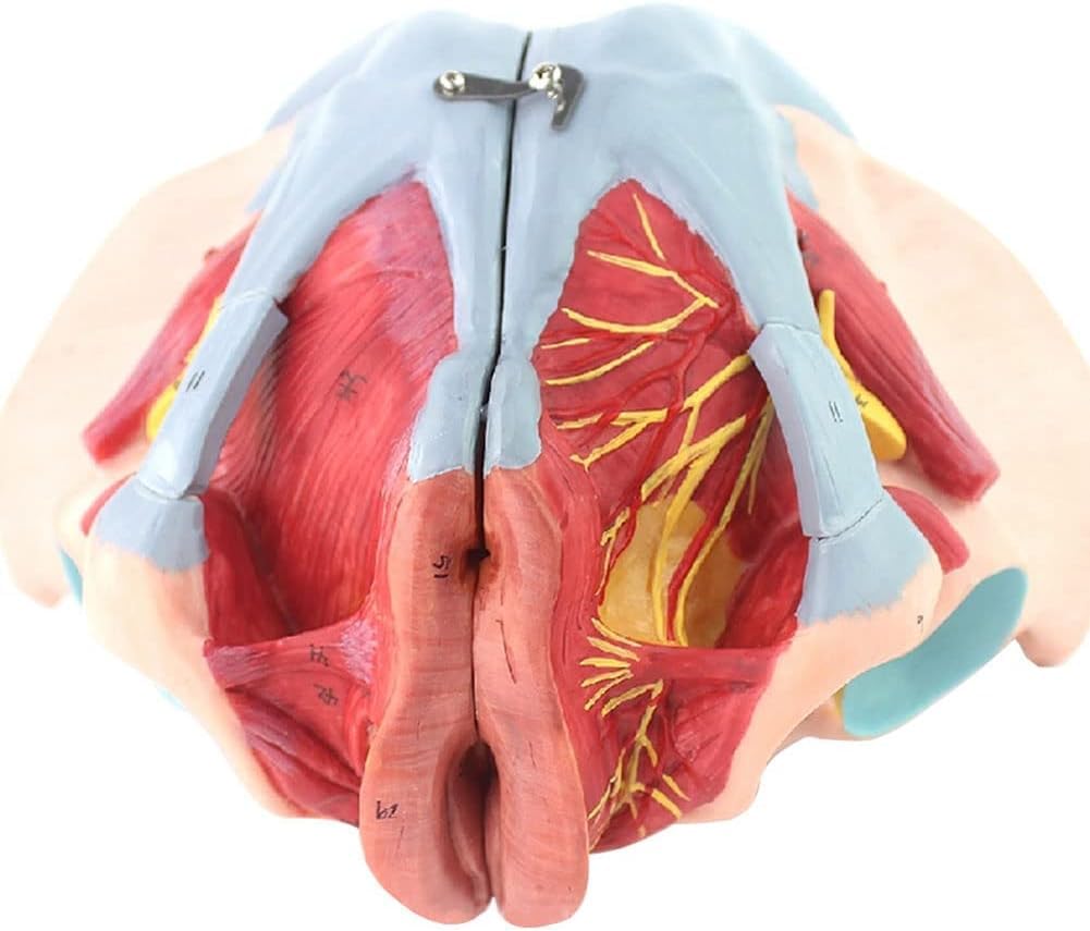 Amazon.co.jp: 女性の骨盤会陰モデル、骨盤底筋付き 1:1 実物大人間の