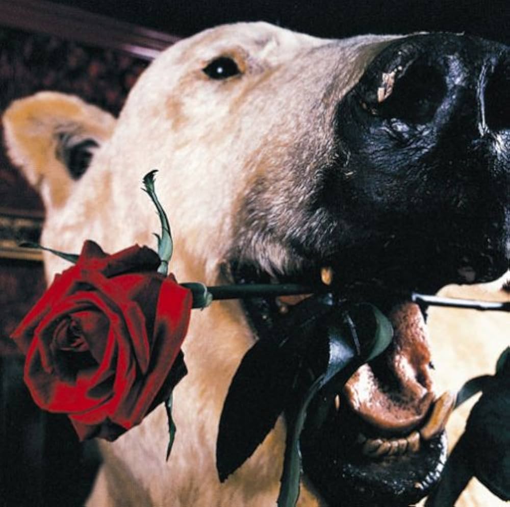 Amazon.co.jp: フラカンのフェイクでいこう+恋をしましょう+7