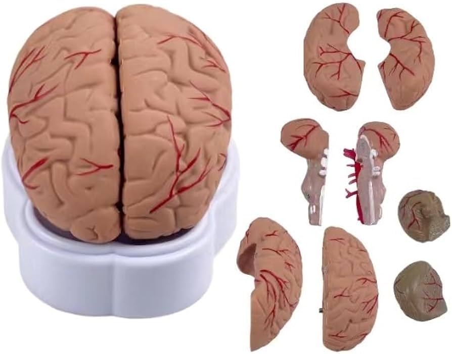 Amazon.co.jp: 脳 人体模型 脳モデル解剖学的脳動脈モデル 脳模型 解剖