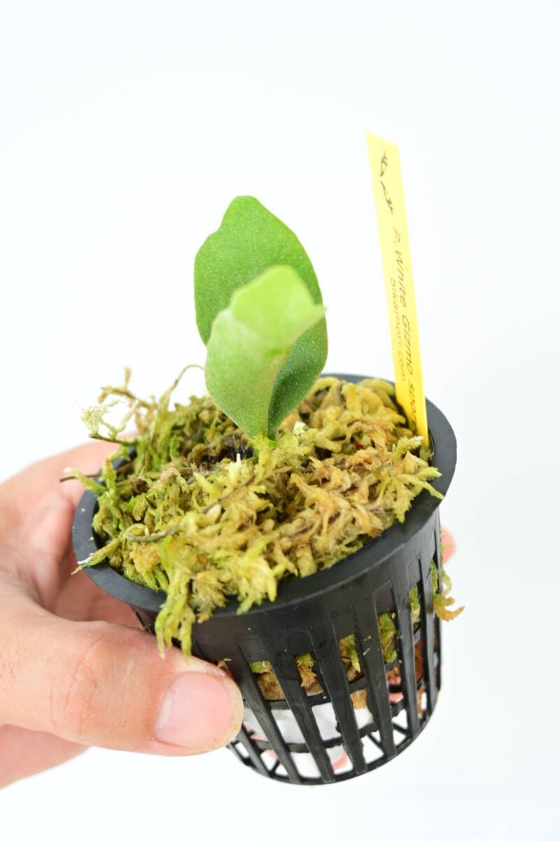 Amazon.co.jp: P.White Gizmo spored③ 在庫僅か @bikamori.com