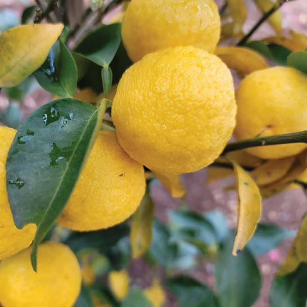 Amazon.co.jp: ゆず 苗木 花柚子 とげなし 一才柚子 柚子 15cmポット