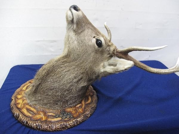 Amazon.co.jp: 蝦夷鹿（エゾシカ）剥製壁掛けハンティングトロフィー