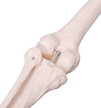 Amazon | モノライフ 人体模型 下肢骨 大腿骨 脛骨 足骨 模型 等身大