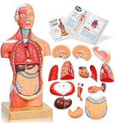 Amazon.co.jp: KIYOMARU 27cm解剖人体模型 ソフトな質感で15分解 理学
