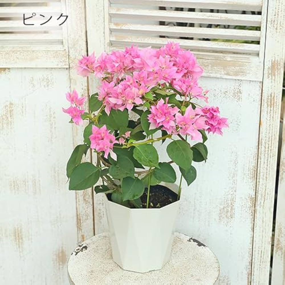 Amazon.co.jp: 花木苗 ブーゲンビリア 八重咲き 赤・ピンク・オレンジ