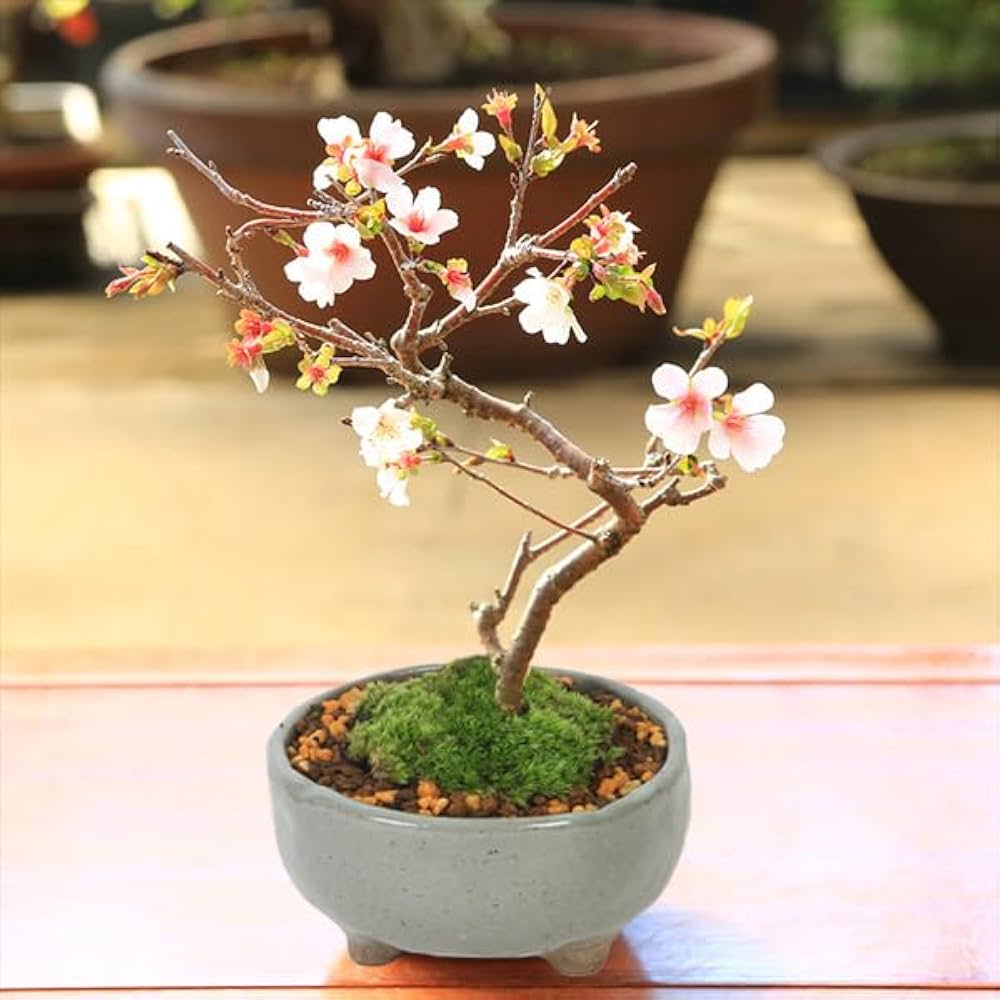 Amazon.co.jp: 遊恵盆栽 桜盆栽：富士桜(信濃寒桜)*(鉢 現代小鉢作家