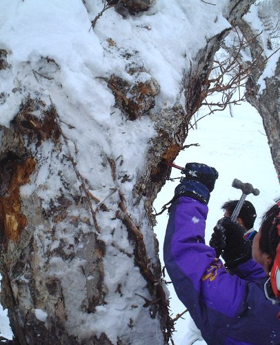 Amazon.co.jp: カバノアナタケ茶 塊 (原体) 2.1kg (700g×3袋セット