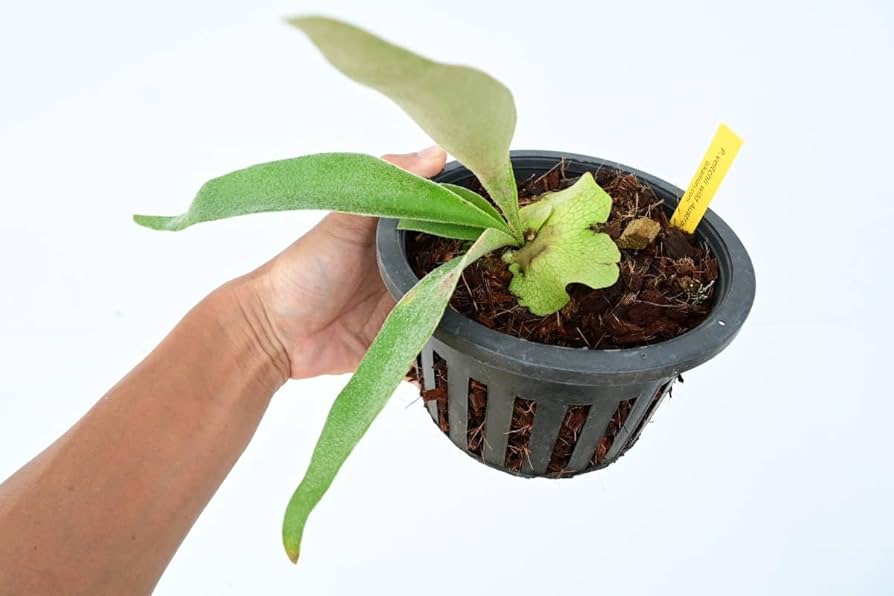 P.veitchii wild Australia OC 親株 群生 P.veitchii wild Australia