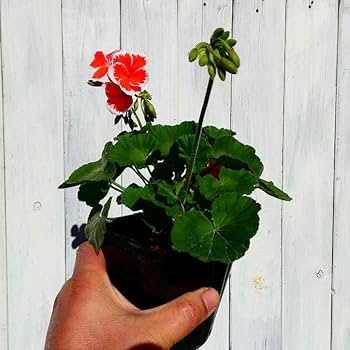 51jGa5R61OL._AC_UF350,