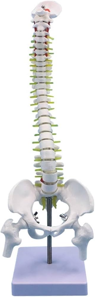 Amazon.co.jp: 背骨モデル 45CM 人体脊椎模型椎間板と神経 頚椎 胸椎