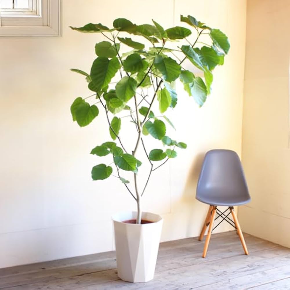 Amazon｜フィカス ウンベラータ ゴムの木 10号 大鉢 観葉植物 本物