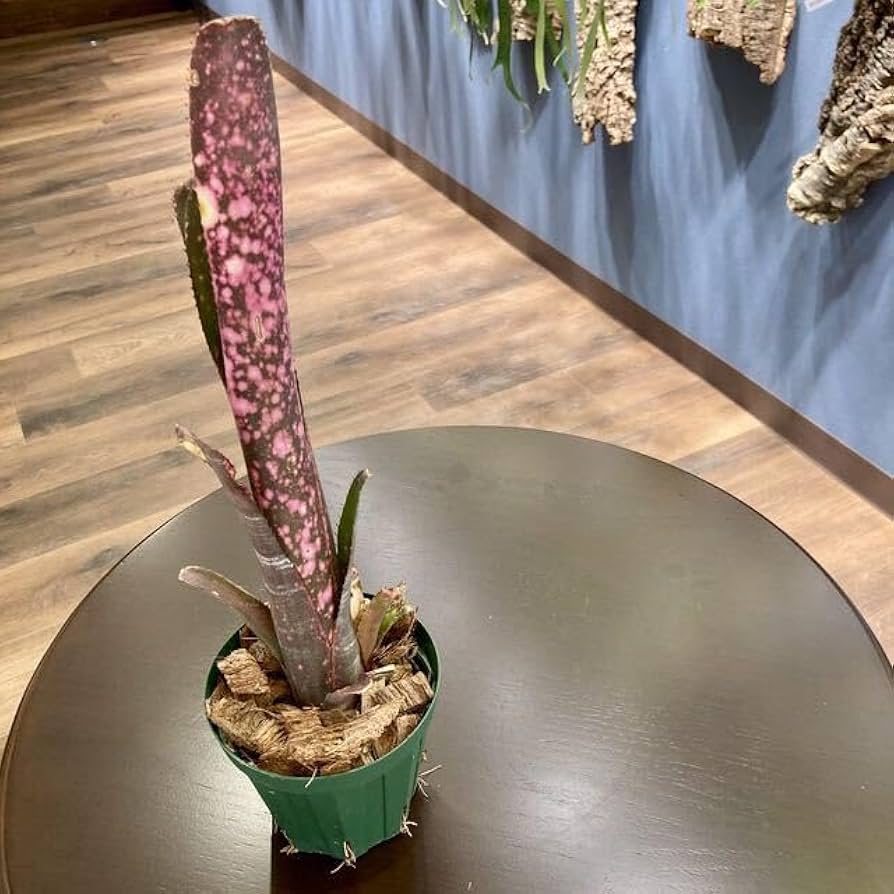 Amazon.co.jp: (現品) ビルベルギア 'ディッピンドッツ' (No.62341