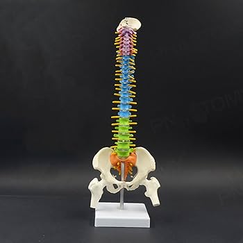 Amazon.co.jp: 人間の脊椎モデル 高精度 カラフル ミニ脊柱模型 約45cm
