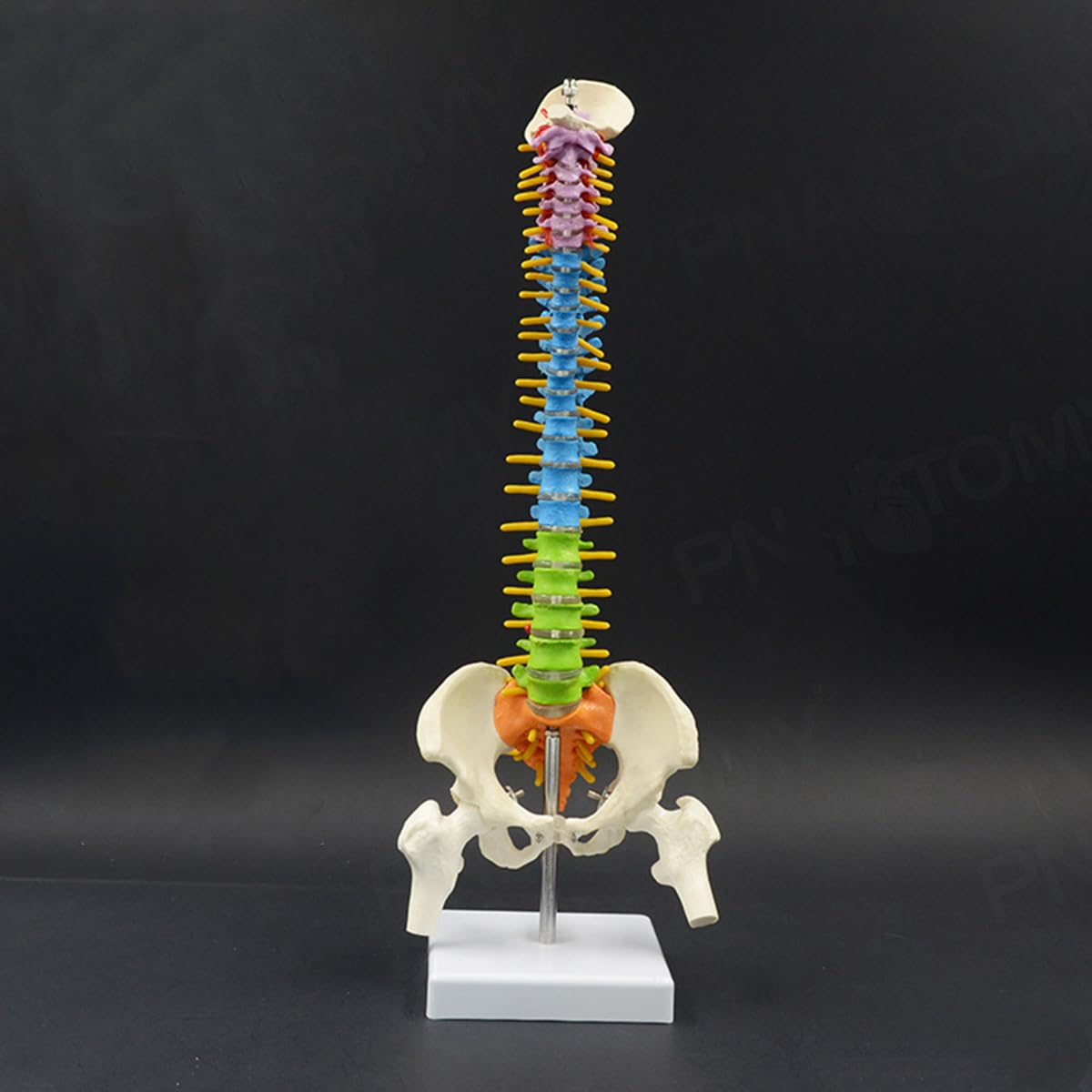 Amazon.co.jp: 人間の脊椎モデル 高精度 カラフル ミニ脊柱模型 約45cm