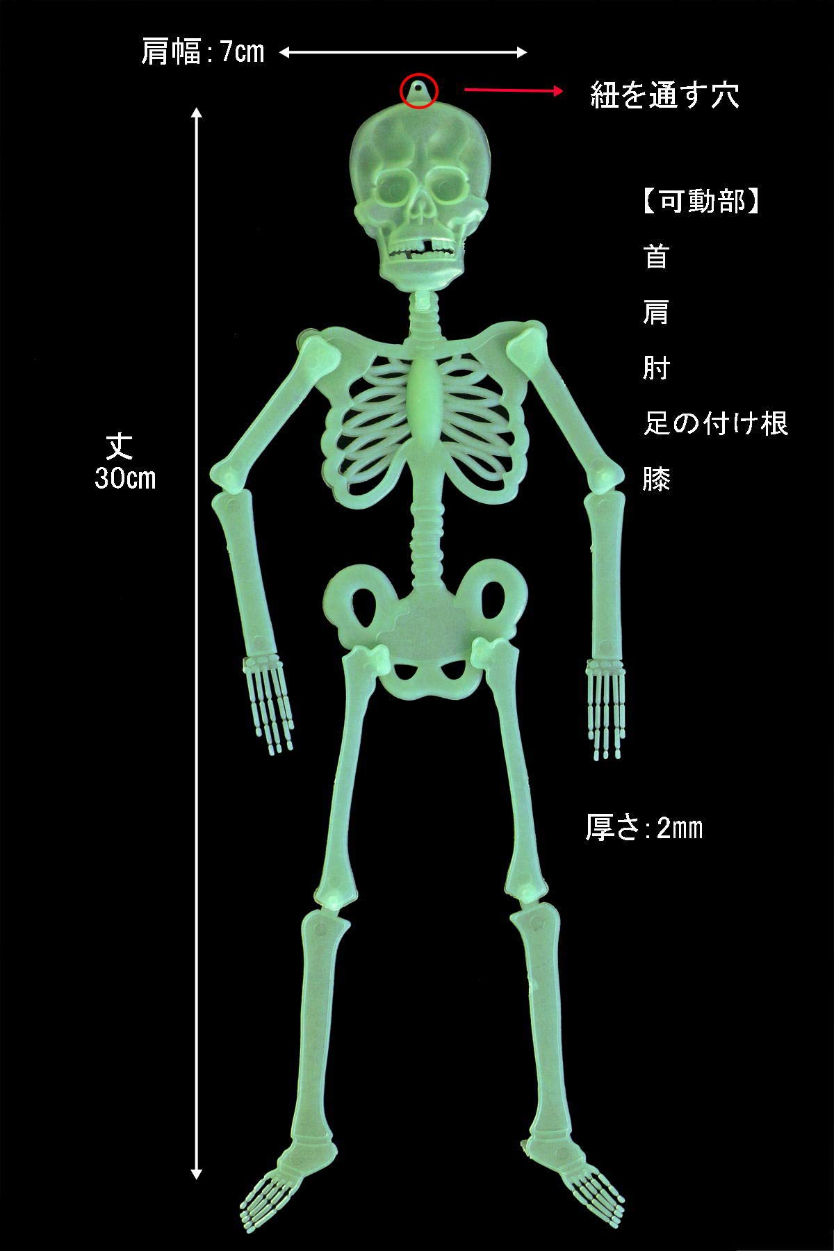 Amazon | 光る 骸骨 人形 30cm 3個 セット 夜光 ガイコツ スケルトン