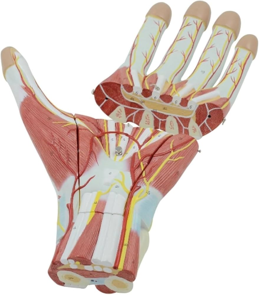 Amazon.co.jp: 人間モデル 人体模型 解剖学的モデル 人間の手の筋肉