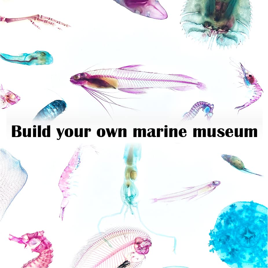 Amazon.co.jp: 透明標本、西太平洋の生物、グソクムシ : おもちゃ