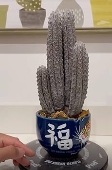 Amazon.co.jp: NO.1ユーフォルビア アブデルクリ Euphorbia abdelkuri