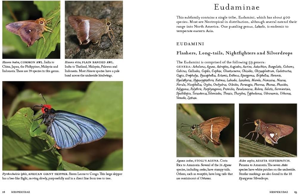 1000 Butterflies: An illustrated guide to the world's most