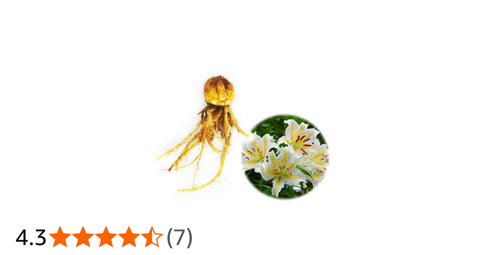 613O5u3UTQL.jpg_BO30,255,255,