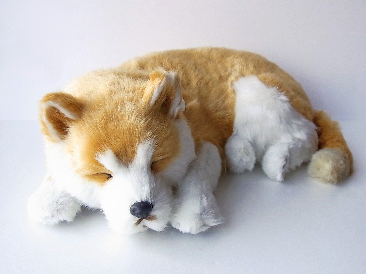 Amazon.co.jp: ニニアンドキノ パーフェクトペット (大サイズ) 柴犬