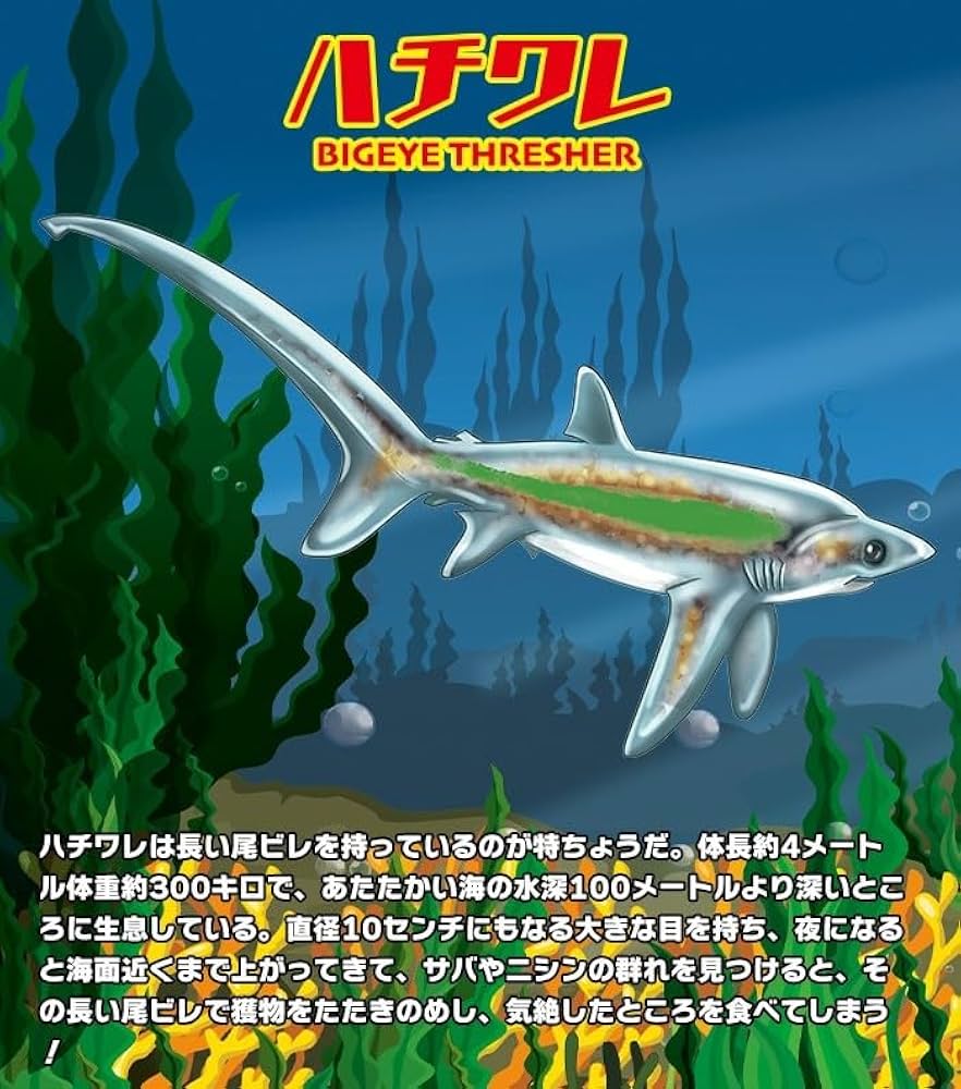 Amazon.co.jp: シャークアタック＆CO. シャークアタック アンドコ