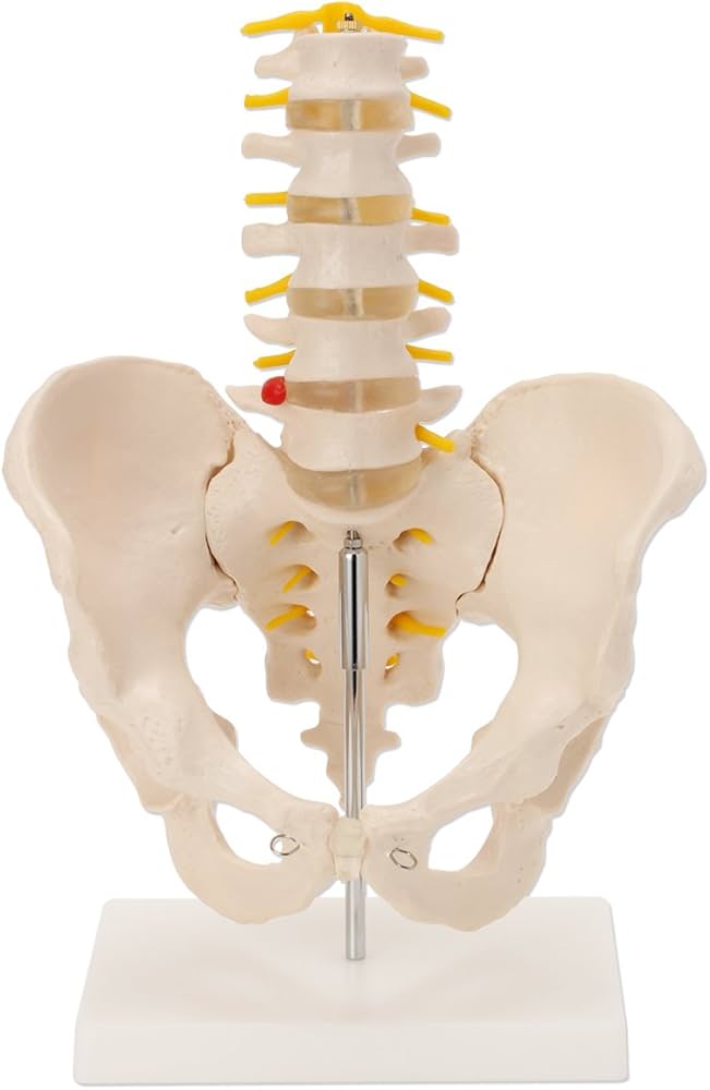 Amazon.co.jp: ＜ 7ウェルネ ＞ 骨盤腰椎模型 実物大 [ 人体模型 骨格