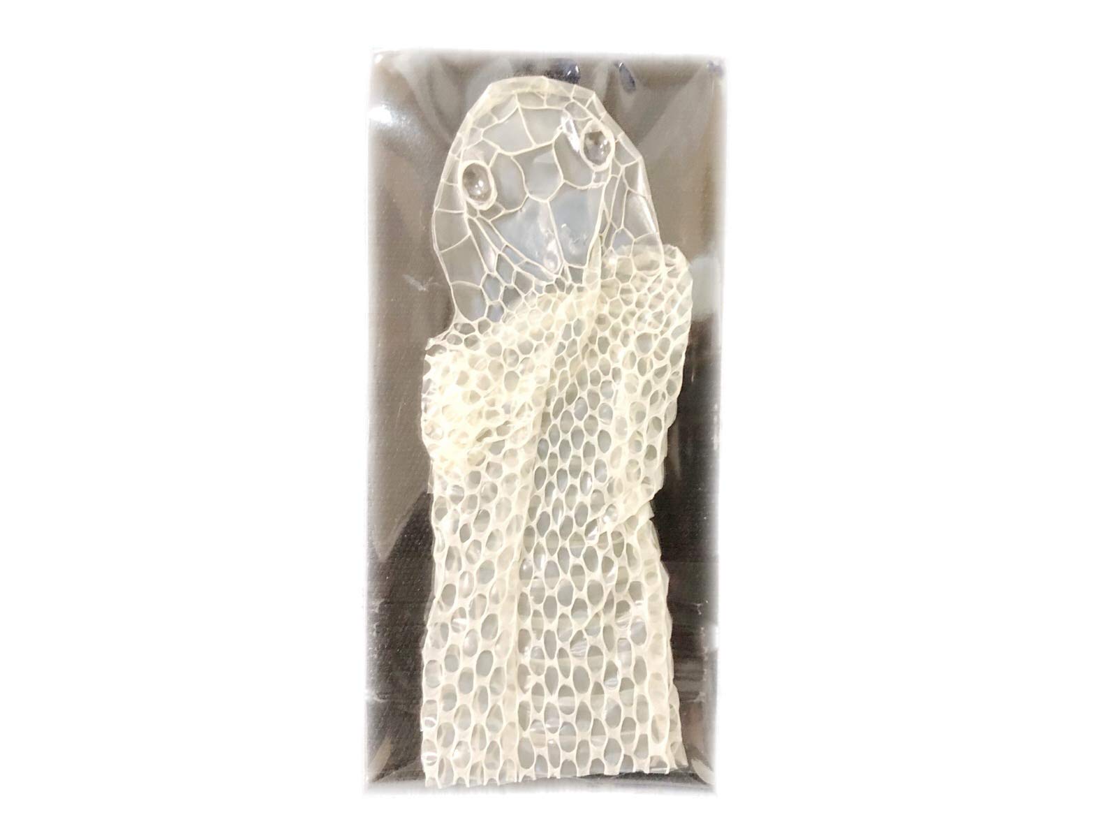 Amazon.co.jp: 白蛇 抜け殻 頭 1個 超希少 祈願 風水 お金 金運アップ