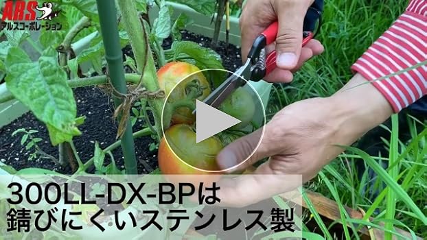 Amazon | アルスコーポレーション 摘果鋏 エクストラロングタイプ