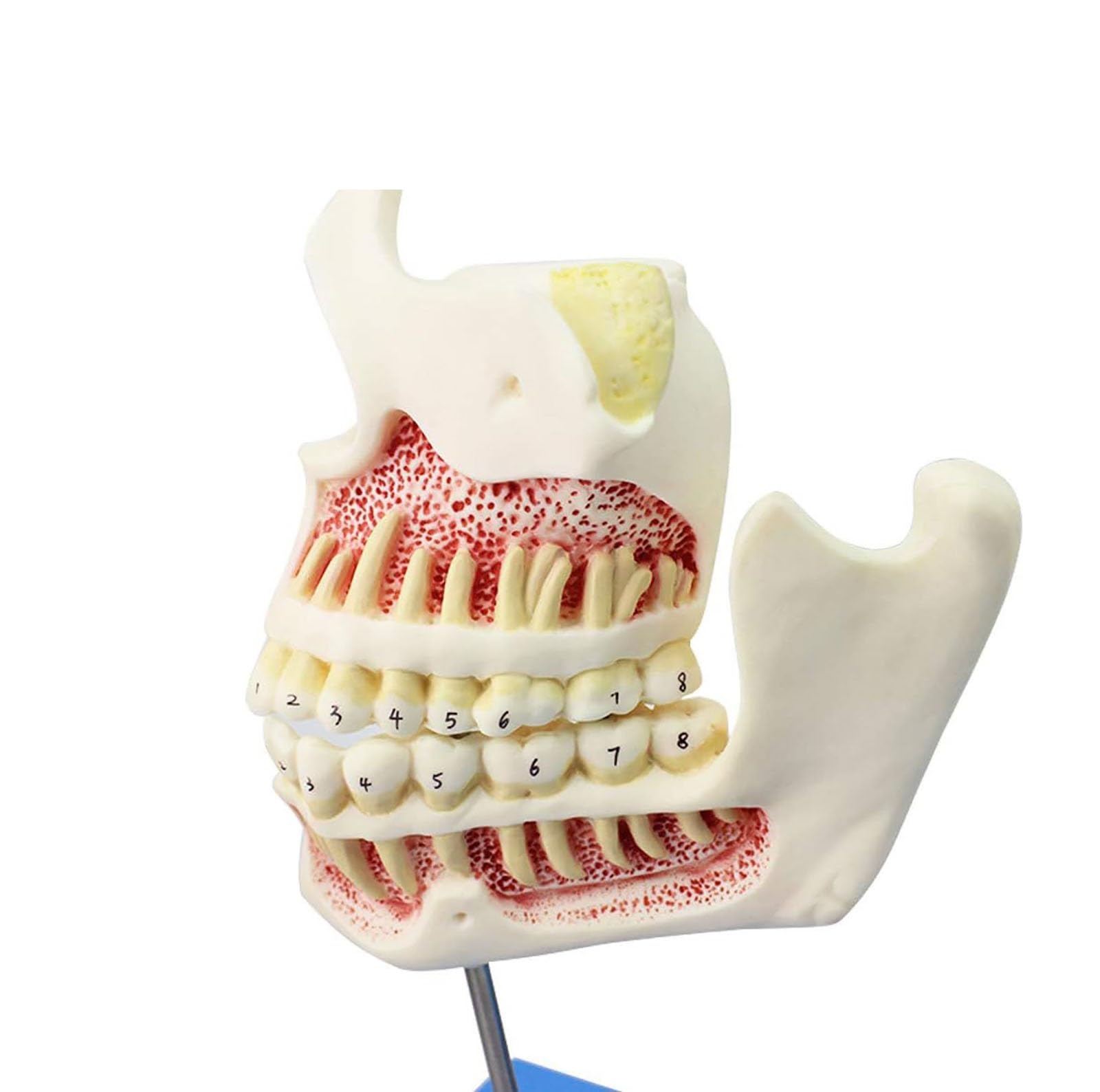 Amazon.co.jp: 歯列模型 乳歯、永久歯、子どもの歯と顎の発達モデル