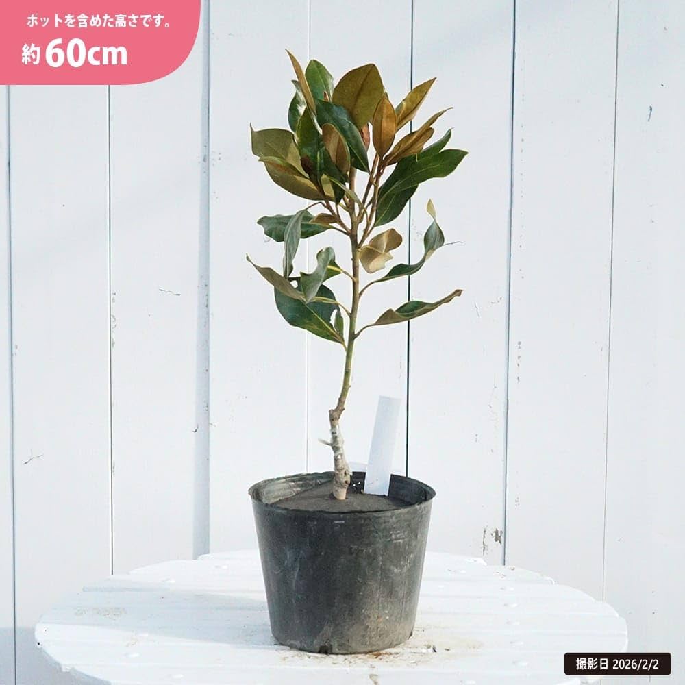 Amazon.co.jp: わい性タイサンボク 【リトルジェム】 接木ポット苗