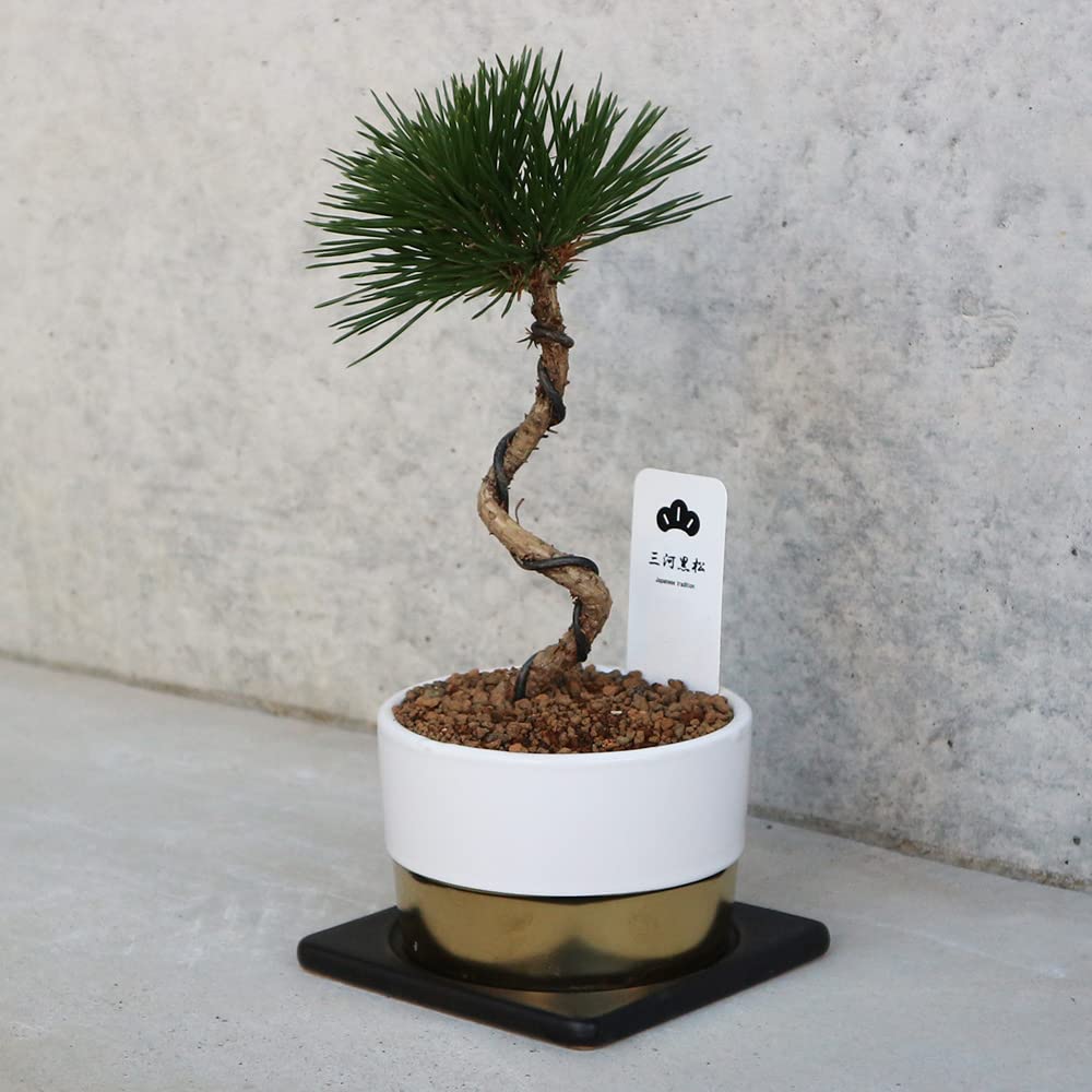 三河盆栽 カエデ 楓 小品素材 小品盆栽 変わり木 カエデ盆栽♪ 三河