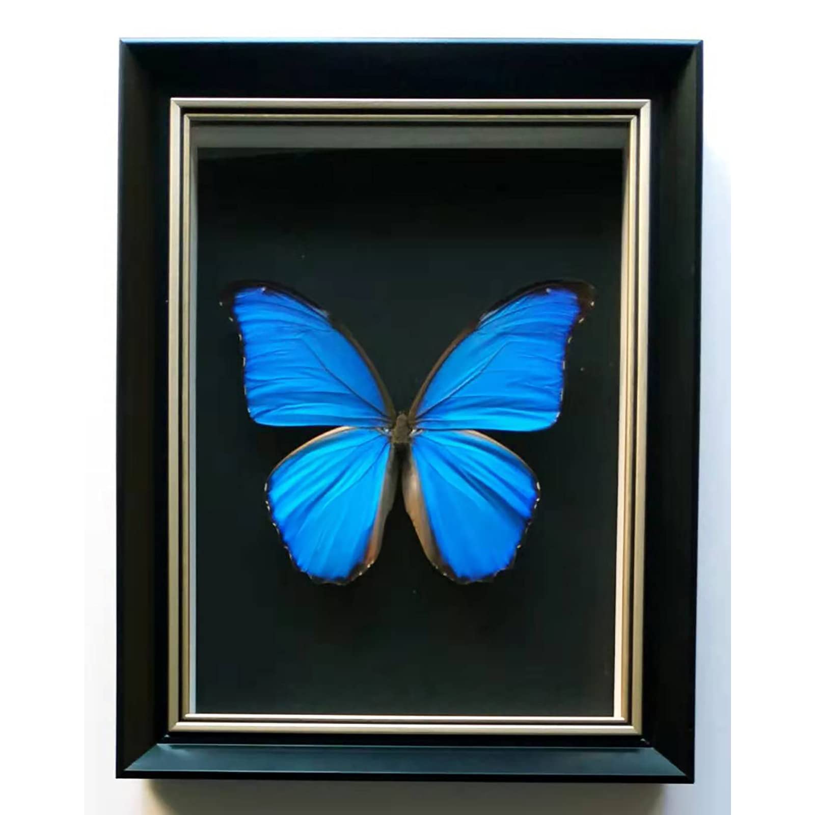 Amazon.co.jp: ジャイアントブルーモルフォ蝶標本、本物の