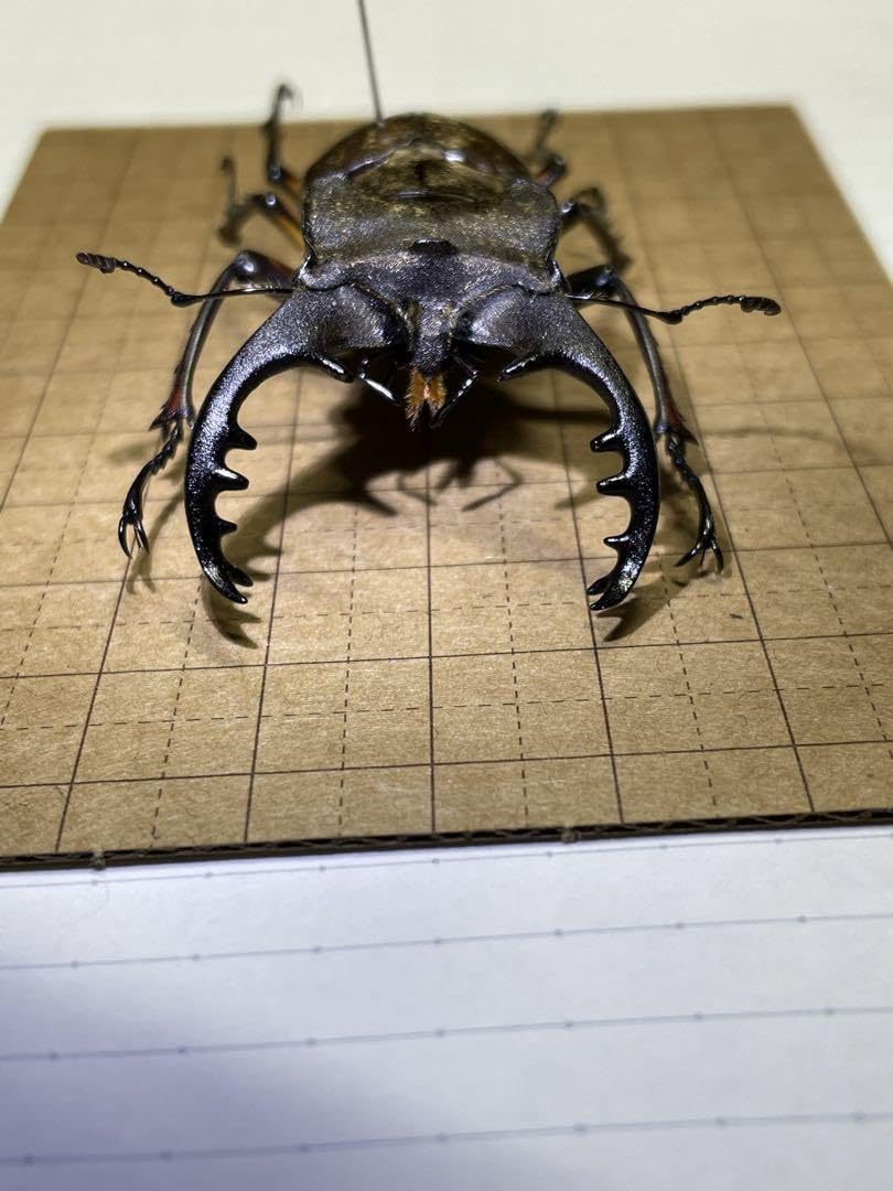 Amazon.co.jp: ミヤマクワガタ 67mm 標本 : ペット用品