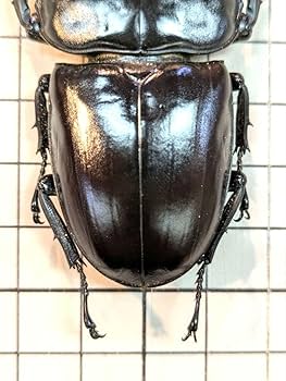 Amazon.co.jp: インドアンタエウス 81.6㎜ ラベル付 標本 アンタエウス