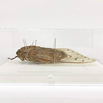 Amazon.co.jp: 蝉の標本 テイオウゼミ アクリルフレーム 透明 : ホーム