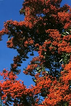 Amazon.co.jp: 中平卓馬 Documentary : 中平 卓馬: 本