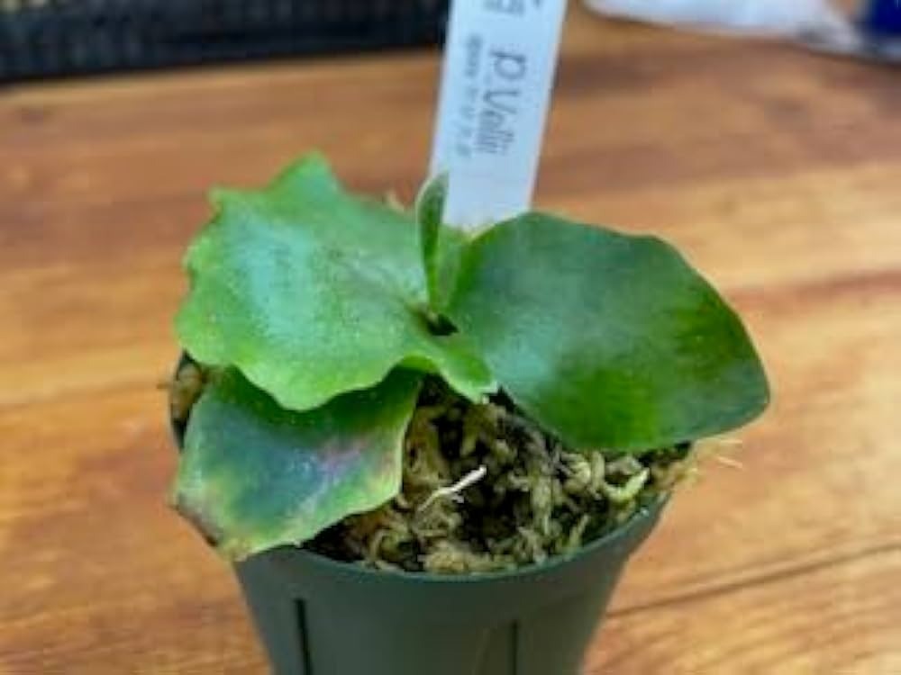 Amazon.co.jp: frog_yamato【vellii ベリー】hillii has × veichii