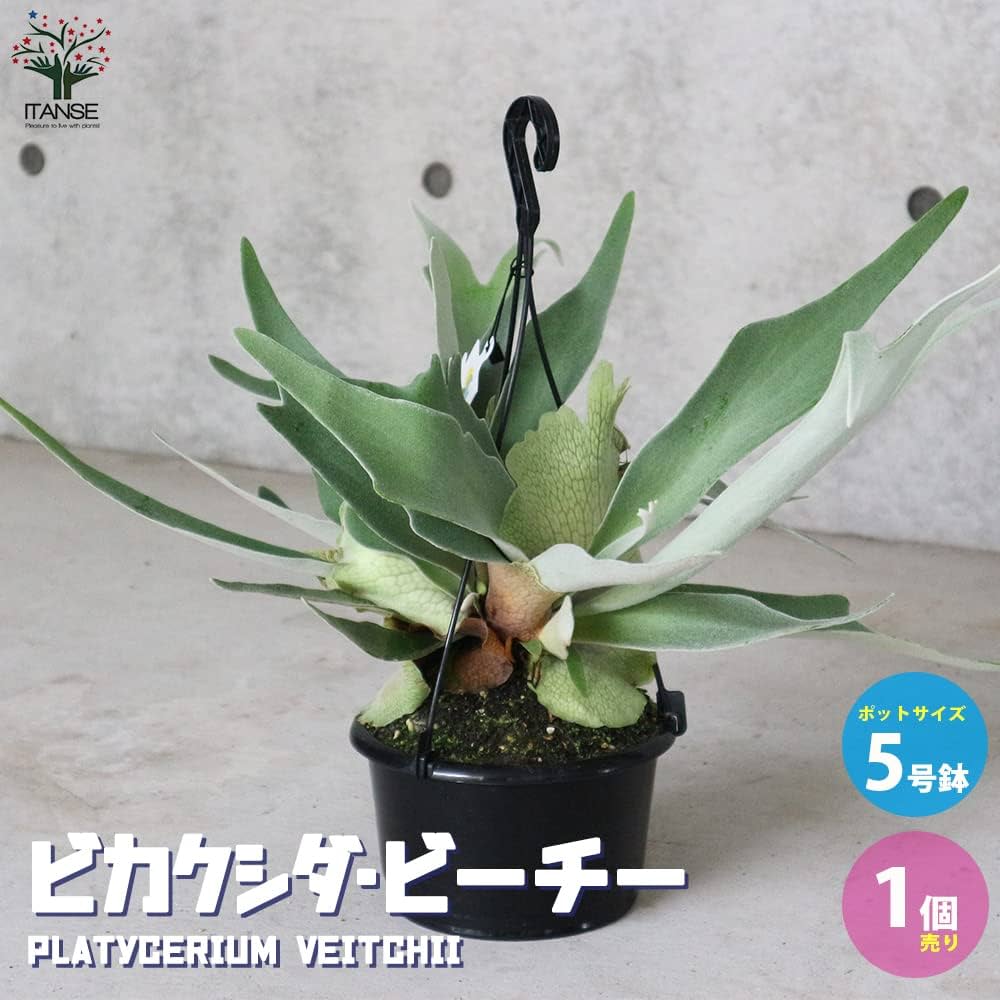 Amazon｜ビカクシダ(コウモリラン)品種：ビーチー 5号吊り鉢【品種で