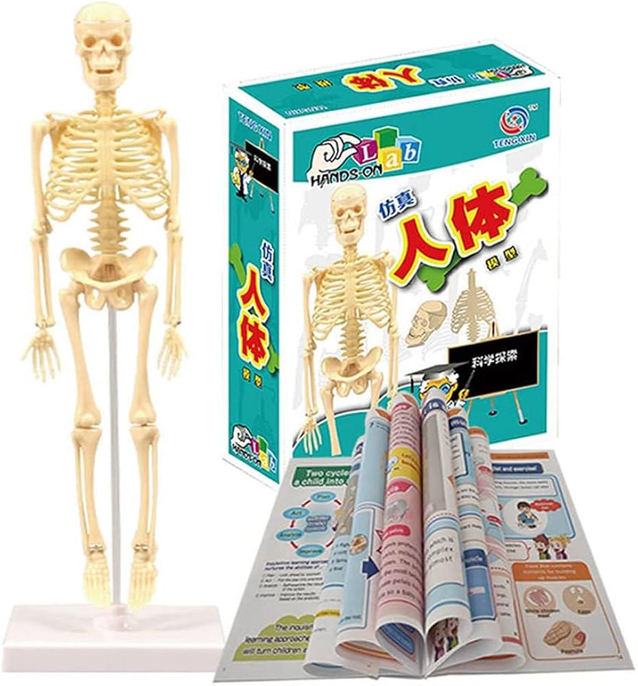 Amazon.co.jp: Yicdfur 人体模型 骨格 ミニ 骨格標本 骨格モデル
