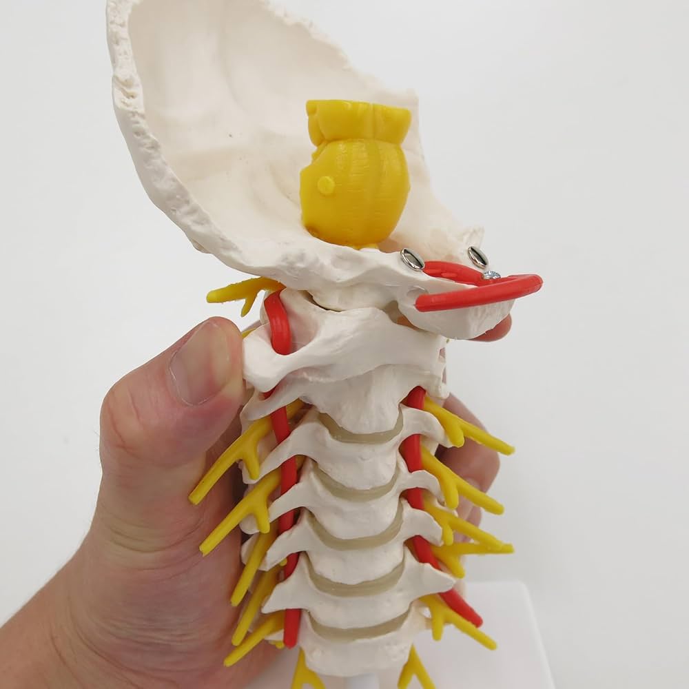 Amazon.co.jp: 可動型（屈曲・伸展，側屈，回旋）の頚椎模型 - 頚椎