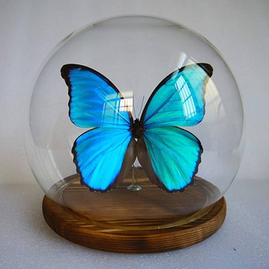 Amazon | Morpho Menelaus,Morpho Didius、蝶の昆虫標本、本物の蝶の