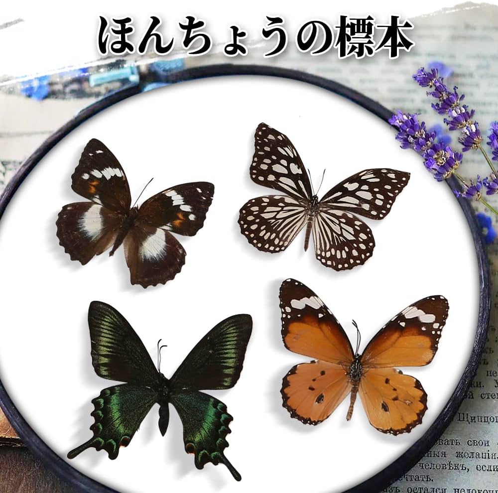 Amazon.co.jp: EGEN 12匹の本当の標本の蝶-蝶の標本の芸術品の材料で