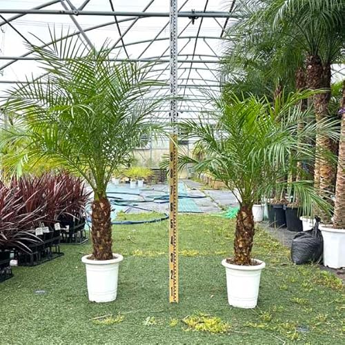 観葉植物 ヤシの木 フェニックス」の人気商品一覧 | 安い商品を通販