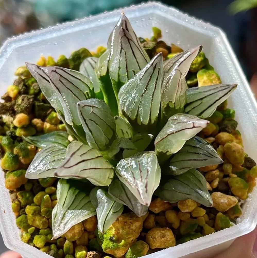 Amazon｜アトロフスカミュータント 多肉植物 観葉植物 ハオルチア