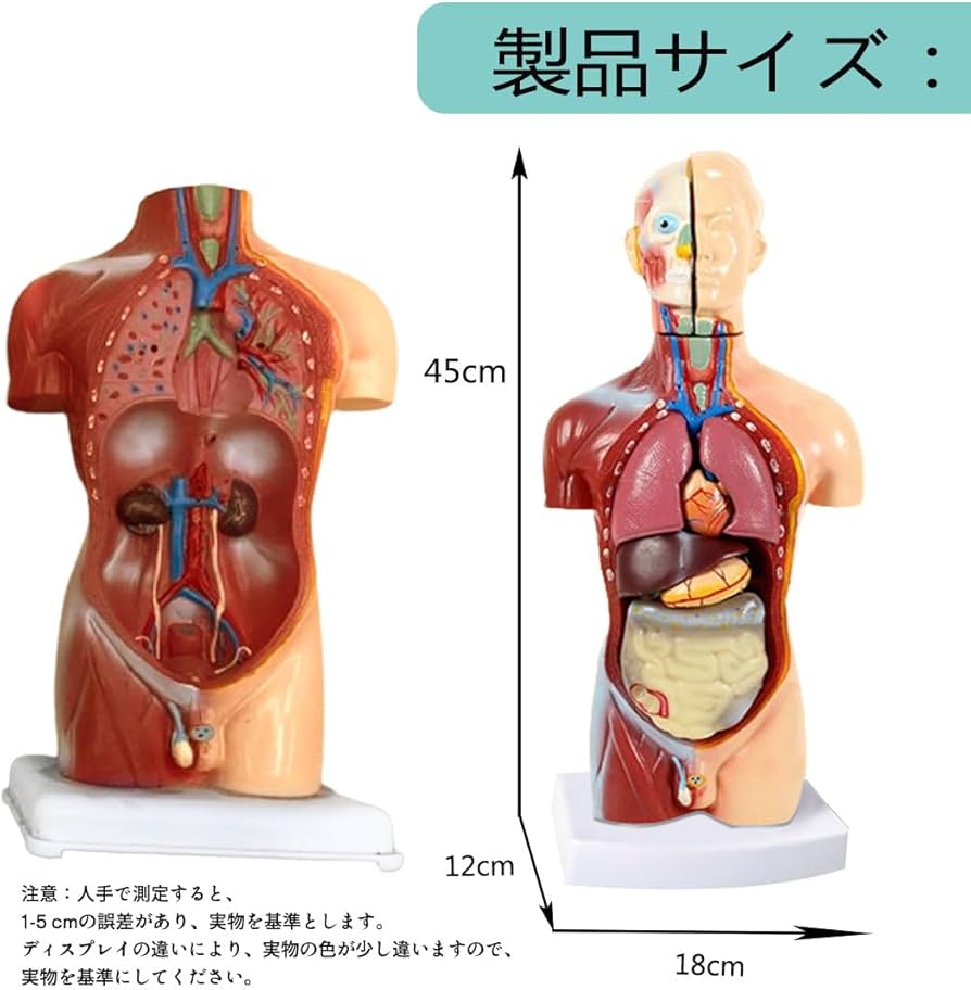 Amazon.co.jp: 人体模型 [全11パーツ 45㎝ ] ユニセックスモデル 人体