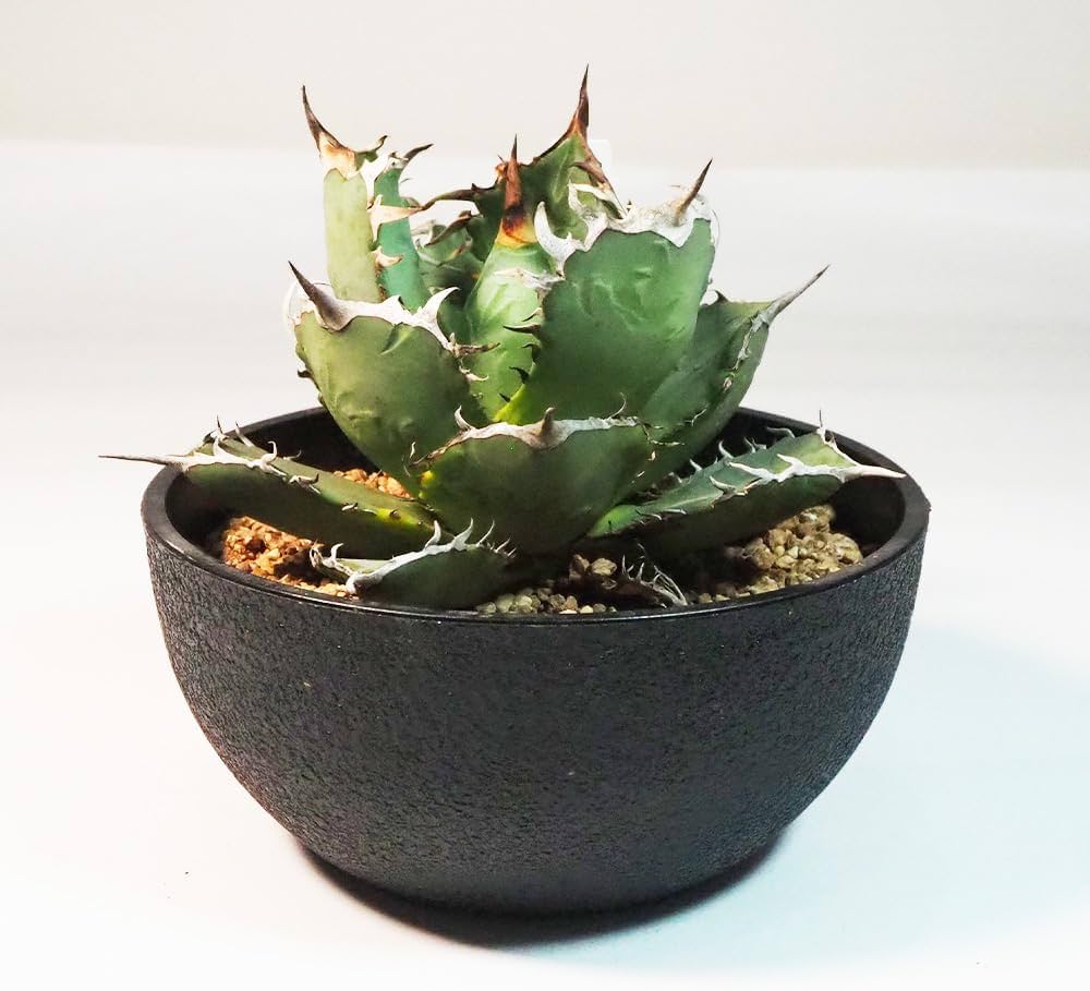 Amazon｜ITANSE アガベ 南覇王 7号 1個売り 多肉植物 学名